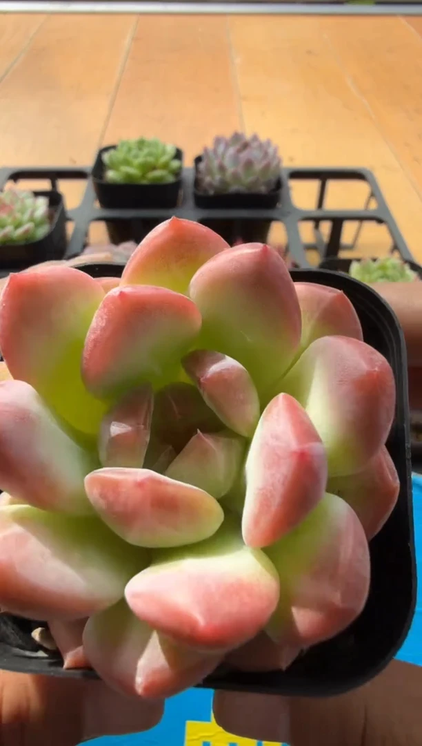 东云多肉园二店-24