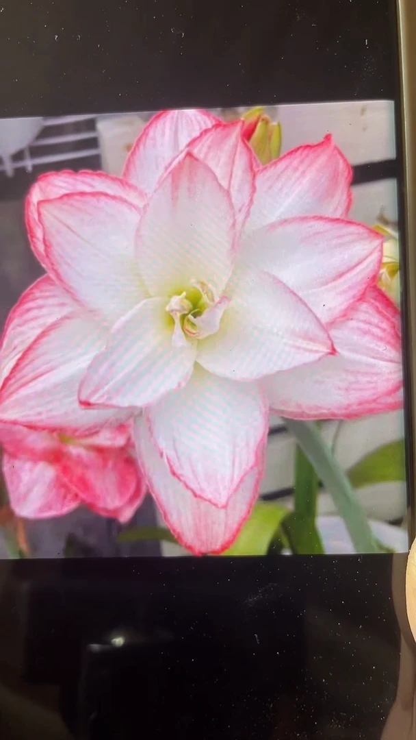 【闪购商品】艾尚美 羲和 开花球