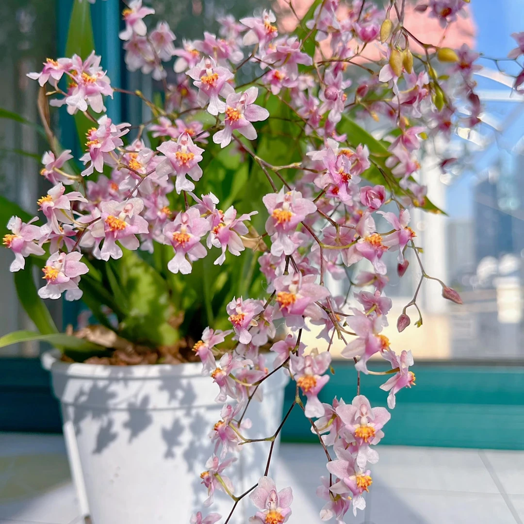 【光宗粉】粉色梦香兰20支花剑起发简单易养活客厅爆花复花精致盆栽