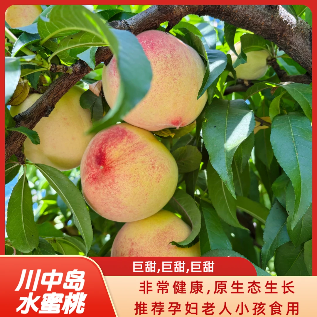 老品种川中岛水蜜桃/脆甜多汁/水蜜桃现摘现发生态健康水蜜桃