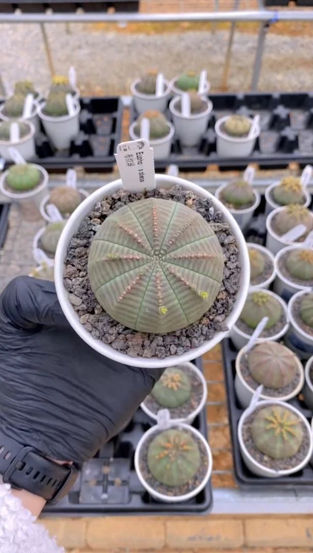 【闪购商品】布纹球FA-9919