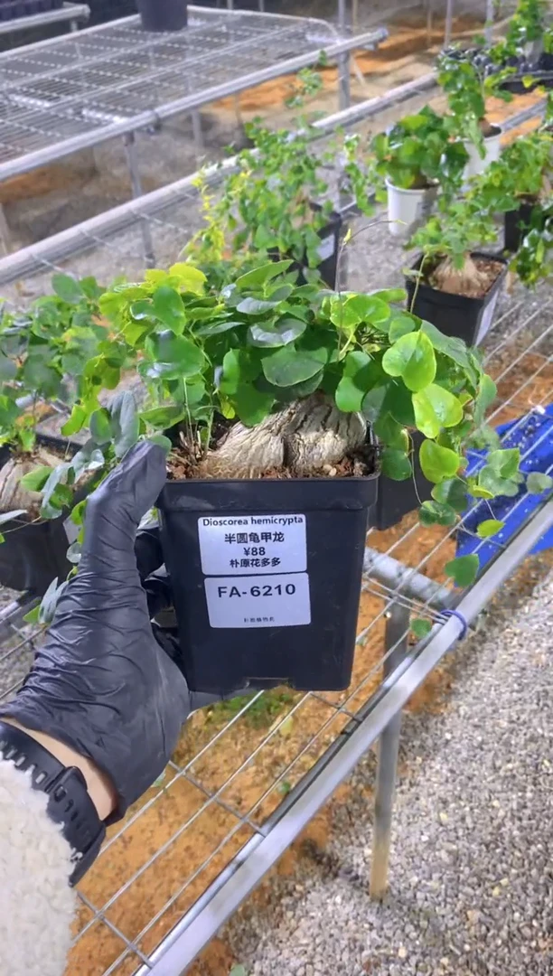 【闪购商品】半圆龟甲龙FA-6210