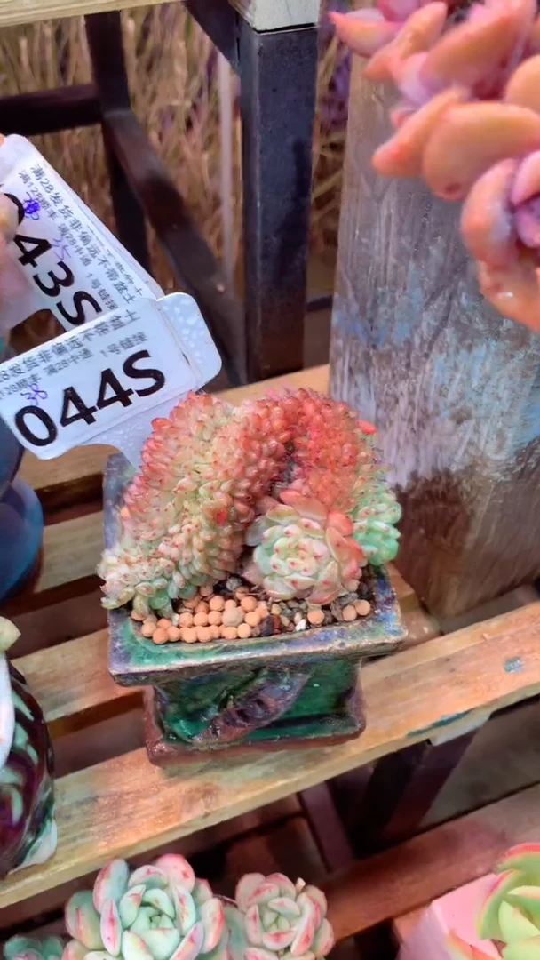 044S 白胖子缀（一物一拍实付满28发货，默认不带盆土）
