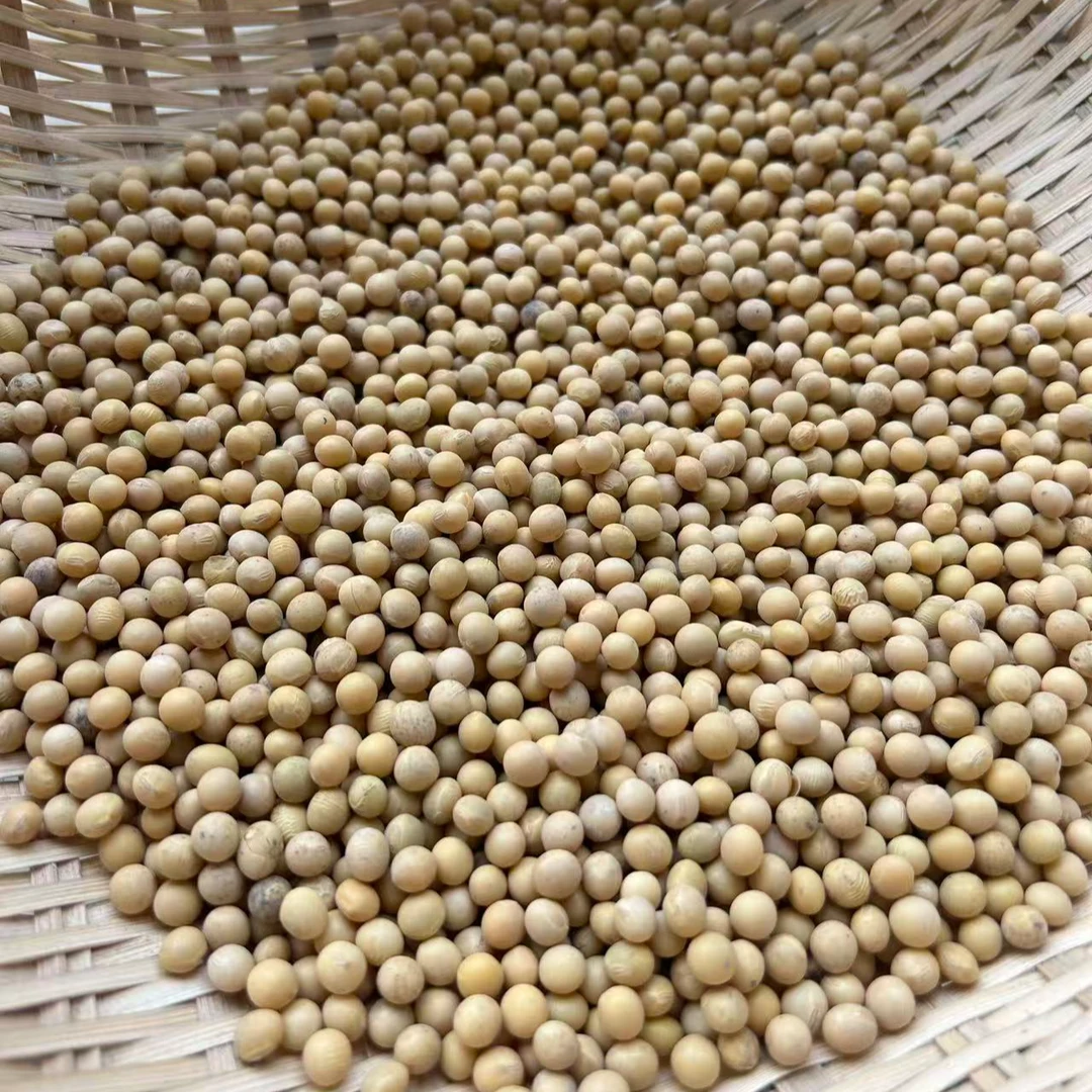 黄豆 大别山老乡自种黄豆