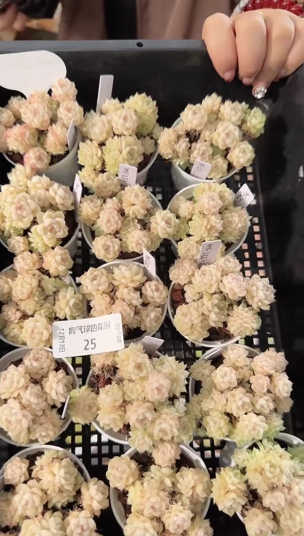 1213-25m1-252-2多肉量拍任意发一颗群生不包整