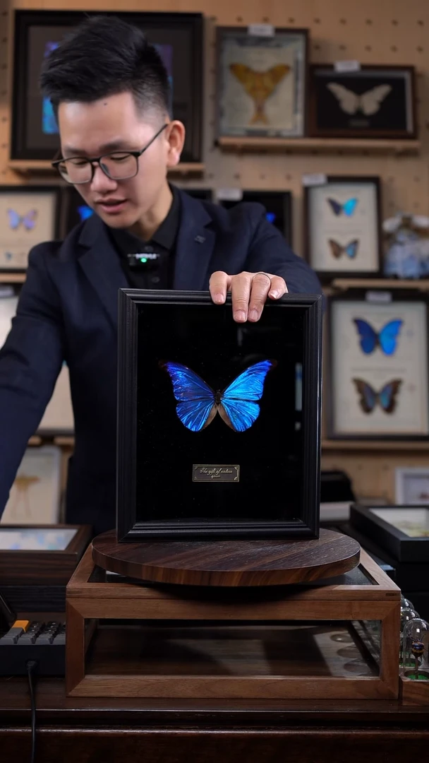 蝴蝶标本摆件竞拍卡西美闪蝶F235