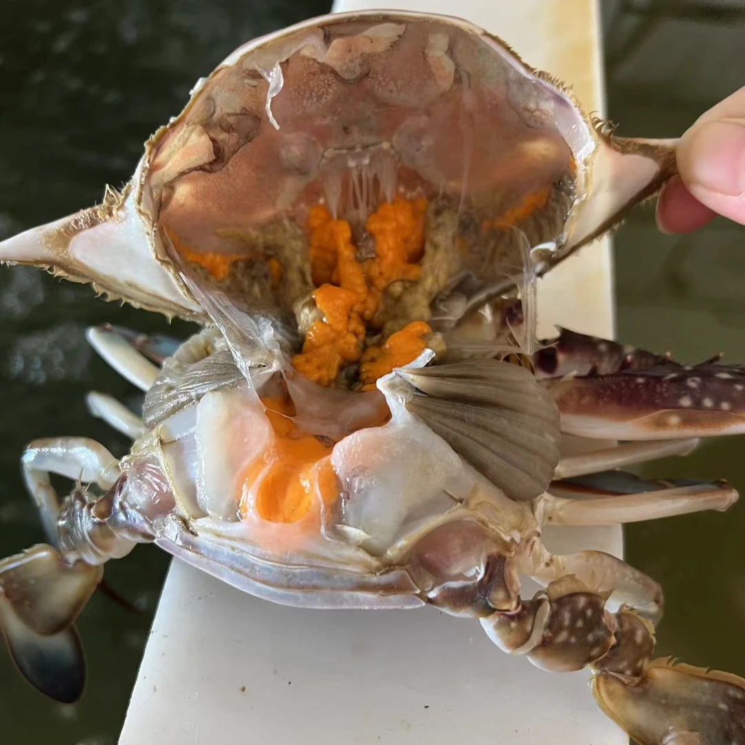 【冻蟹】渤海湾本地梭子蟹，2斤/4斤/6斤/8斤/10斤，4-6两一只