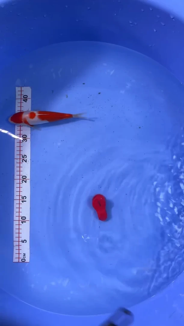 锦鲤活体二号链接