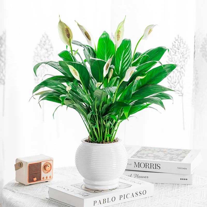 新款2-5朵花白掌盆栽一帆风顺水培植物室内好养花卉绿植水养美丽