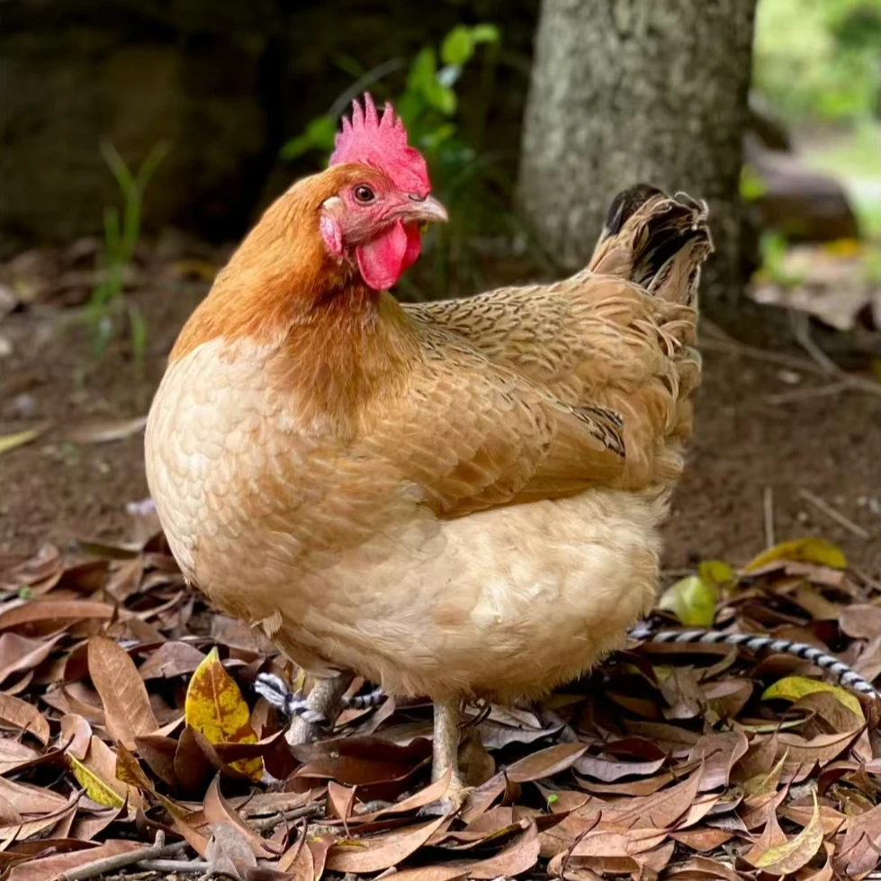 农家散养散放土鸡正宗跑山鸡两年以上老母鸡