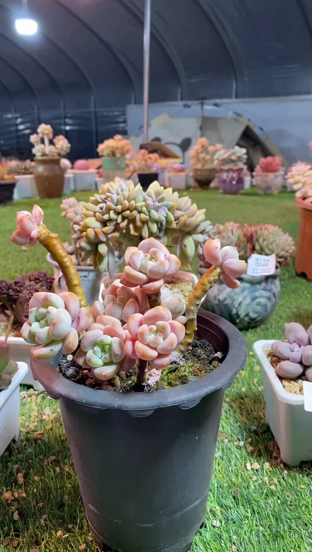 【闪购商品】0613a