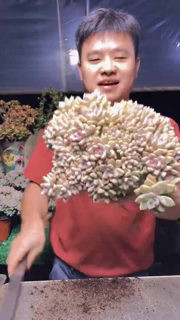 159淡雪缀化一物一拍
