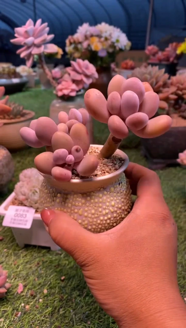 0084aa（满28包邮发货）