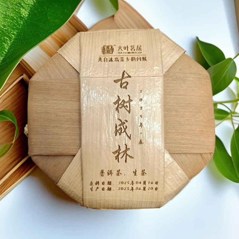 2025年古树成林单株春 500克/提