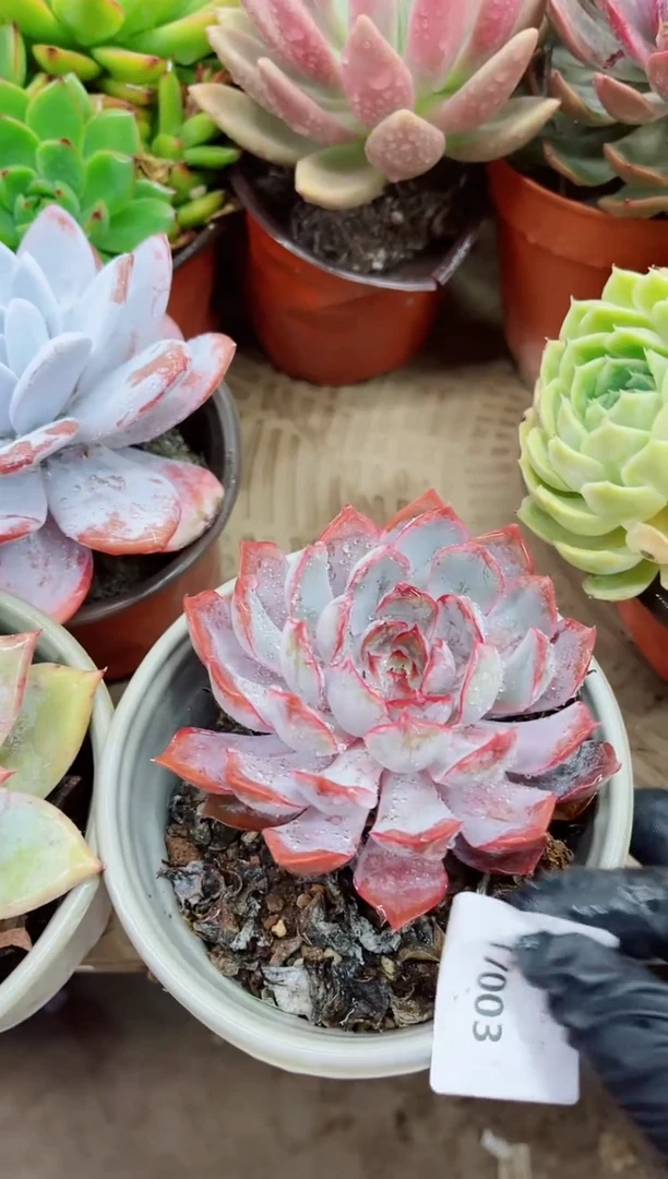 い**✨17003多肉植物一物一拍