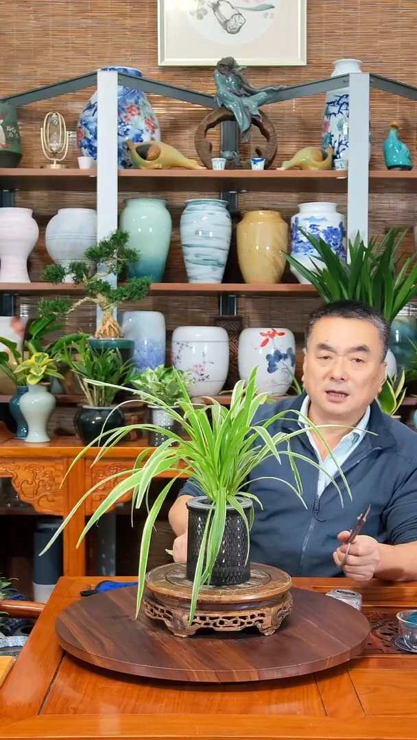 无花朵꧁****꧂ 水之韵水培植物  吊兰