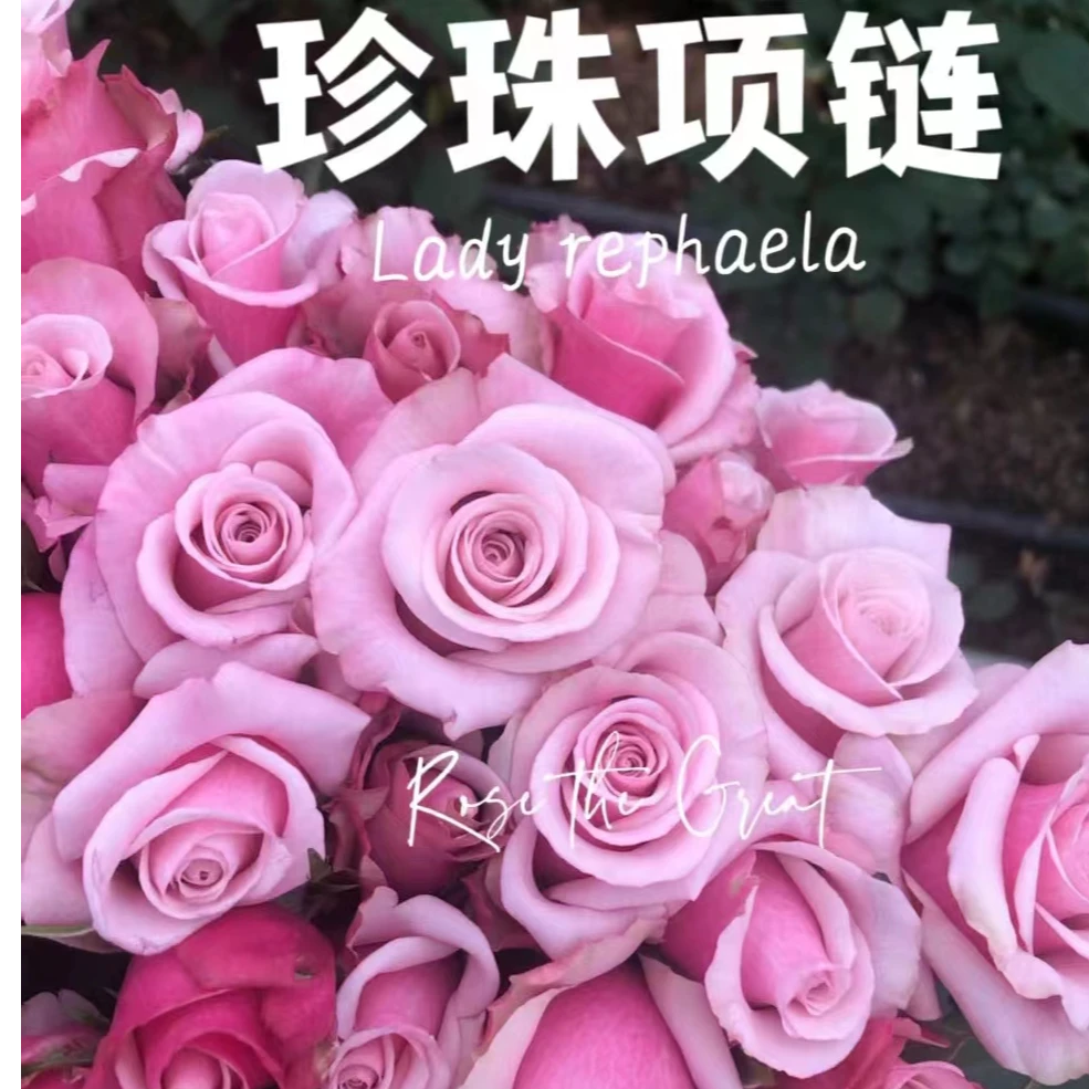 珍珠项链大苗  根接四季灌木月季