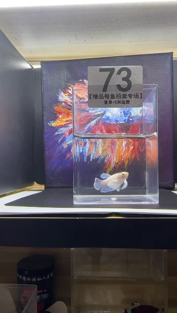 斗鱼母鱼编号：73