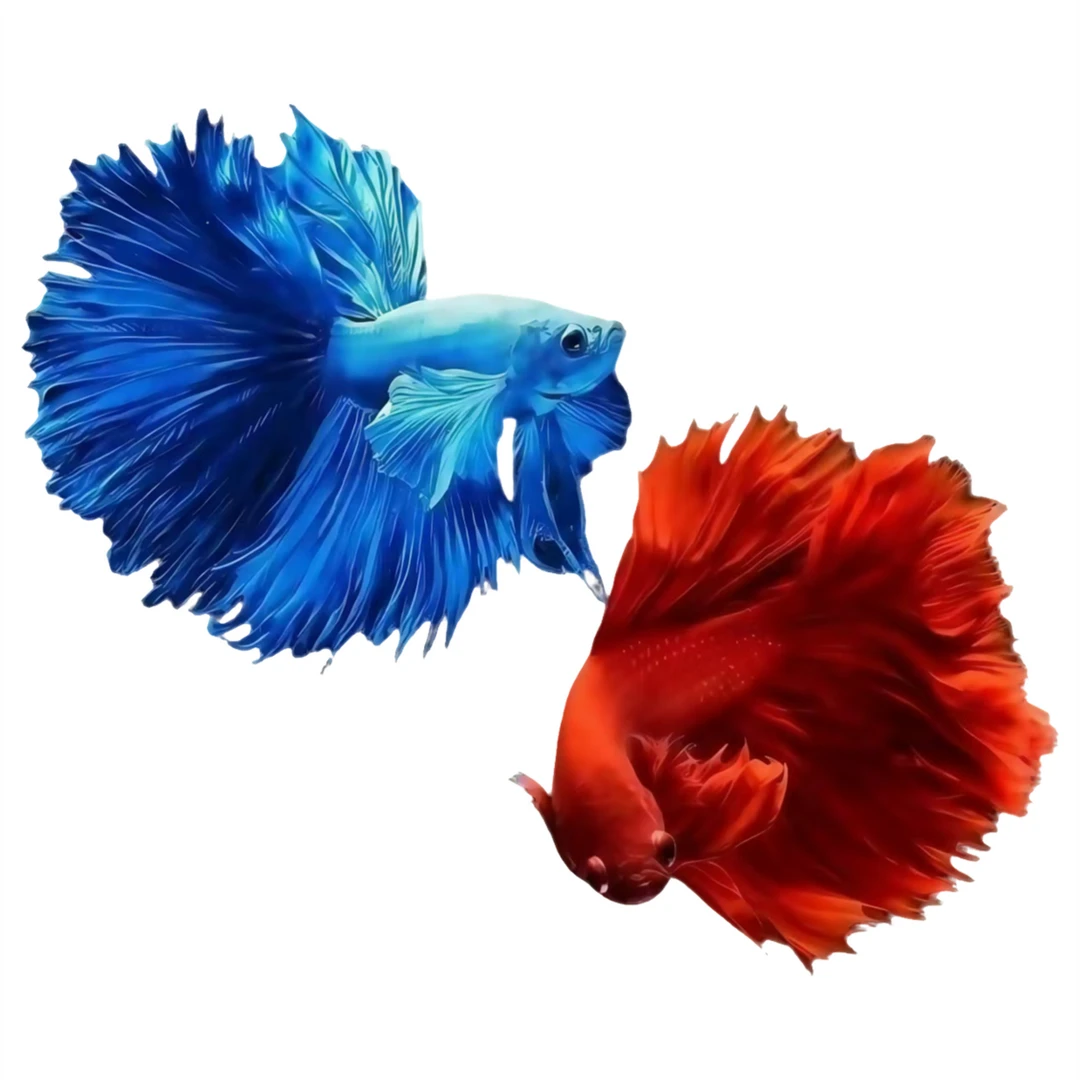 精品斗鱼网红款半月热带观赏鱼多种颜色好养耐活适合斗鱼观赏鱼