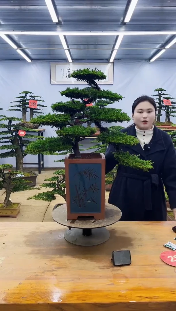 【闪购商品】高端盆景一物一拍，所见即所得