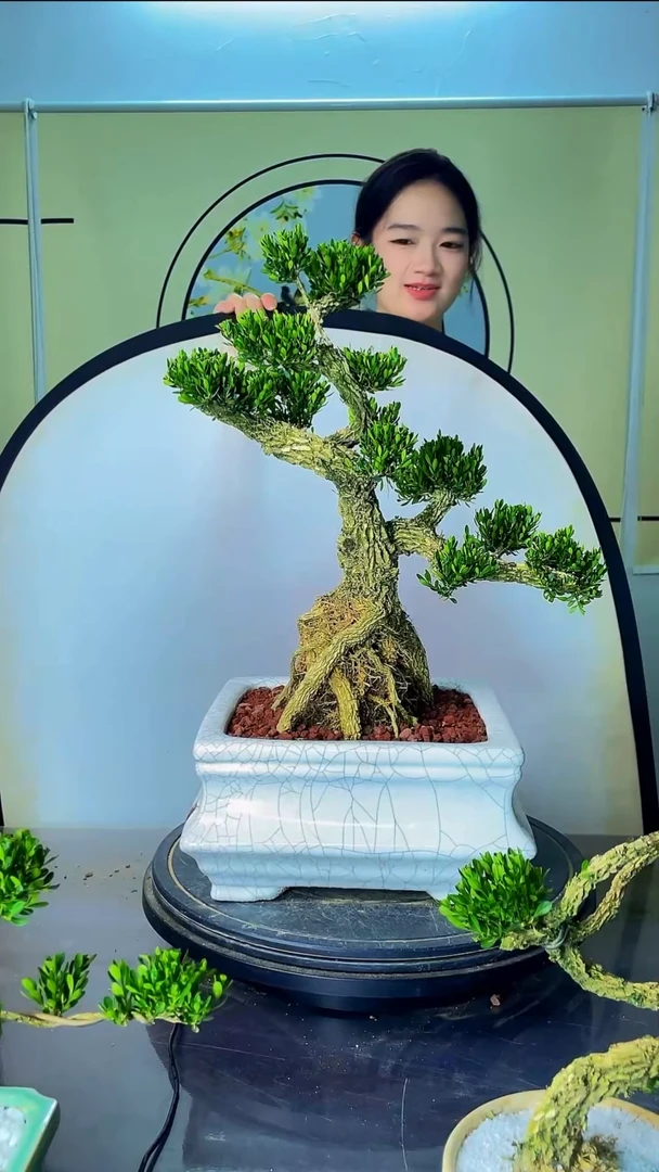完全开放广东雀舌皱皮黄杨高端盆景