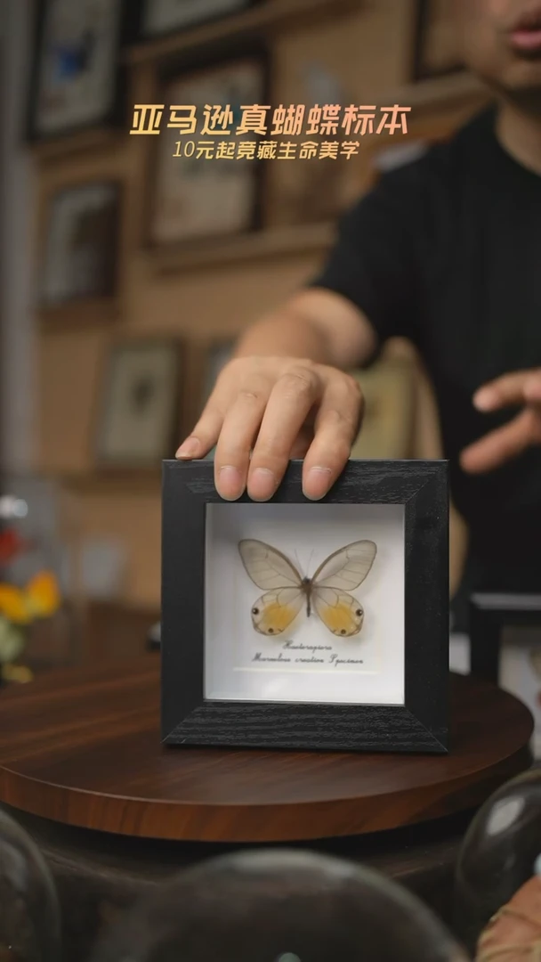 有机玻璃黄晶眼蝶4寸方框黑框