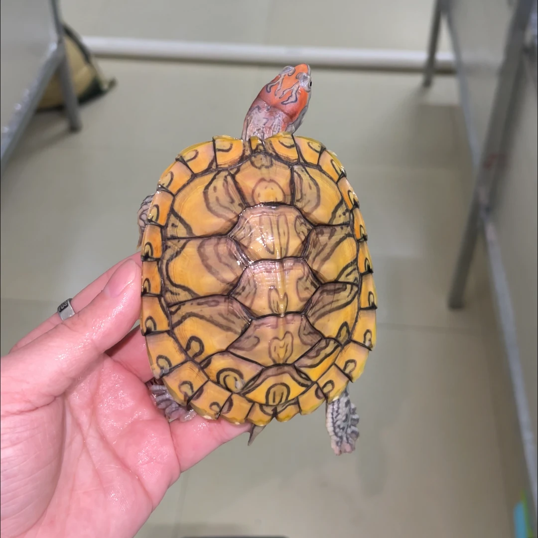 直播间选龟链接变异巴西龟