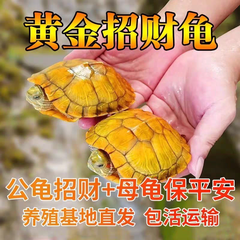 龟活体小乌龟宠物观赏长寿招财龟家养乌龟