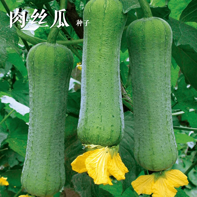 【肉丝瓜种子】肉丝瓜高产早熟四季肉厚香丝瓜易活阳台盆栽蔬菜种子