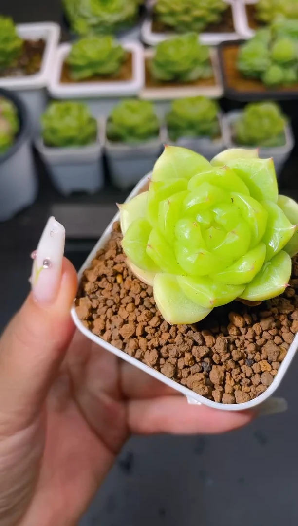 036无双量拍发一颗