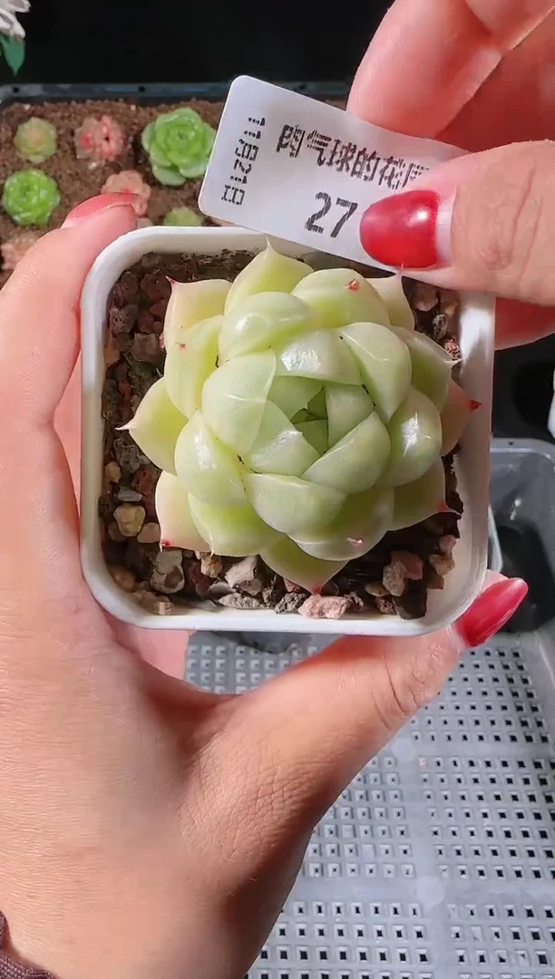 1121-27群生不包整