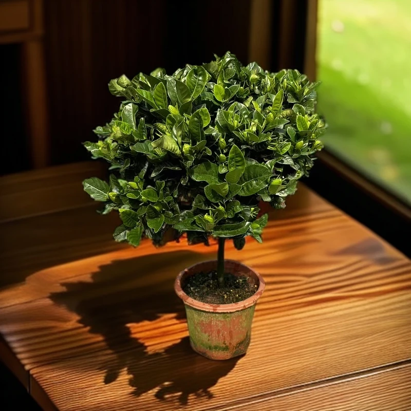 一物一拍小叶单杆栀子花浓香型盆栽喜阳室内室外绿植好养易活