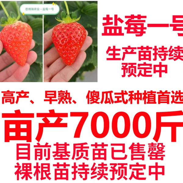 盐梅裸根 --小工具 (叶面)