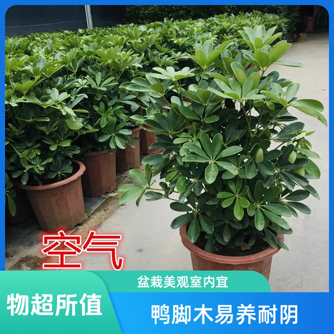鸭脚木盆栽七叶莲盆栽办公室客厅室内绿植易养耐阴净化空气吸甲醛