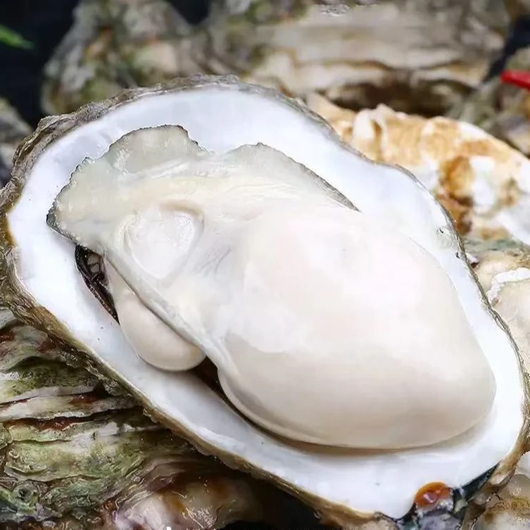 《新疆包邮》5＋乳山生蚝海鲜到手6斤活蚝