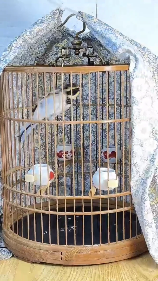 38号  黄喉养笼0元起拍