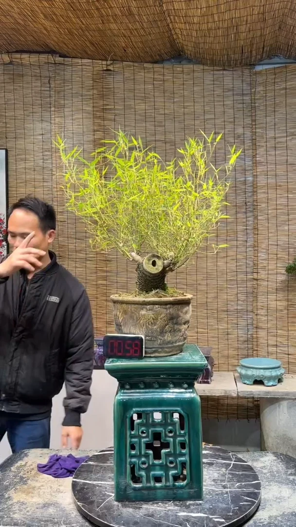 隆西园艺-盆景盆景