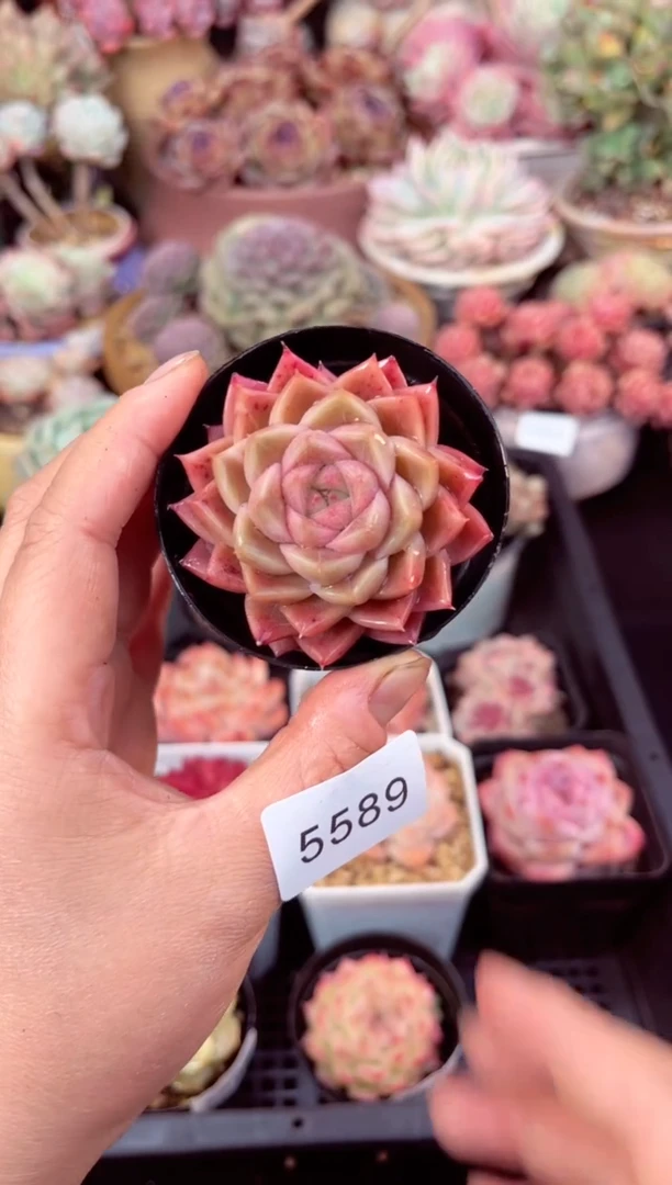 【闪购商品】5589单头多肉