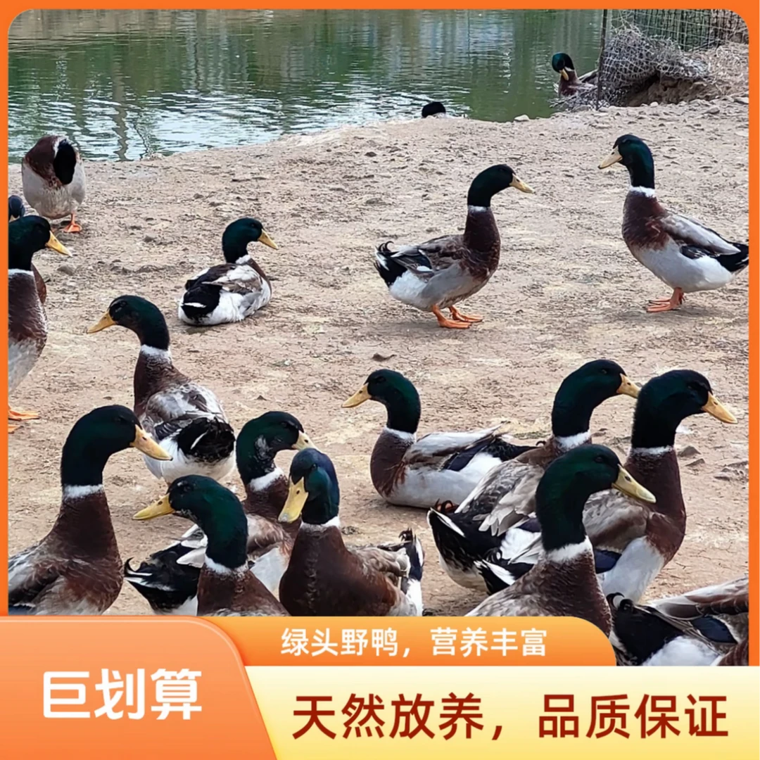 大凉山自家农场放养青头鸭三只毛重13斤杀好净重八到九斤（顺丰）