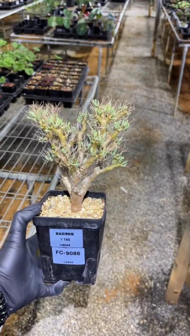 黑鬼殿厚敦菊FC-9086