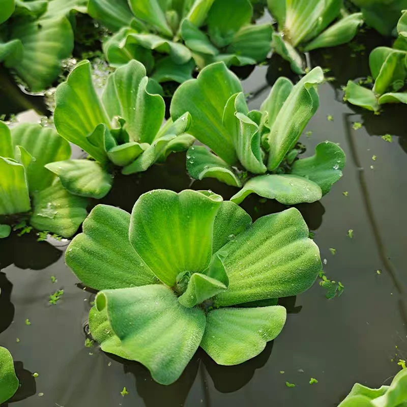 水浮莲水芙蓉水浮萍水葫芦水生水草植物水培净化水质龟缸水族造景