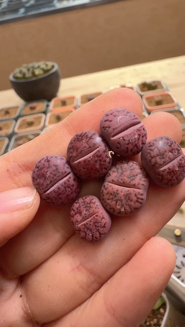 美丽的肉石头12-86紫石榴 1颗