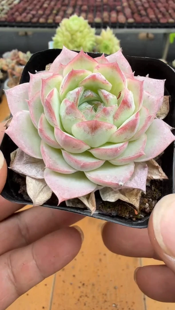 东云多肉园二店-36