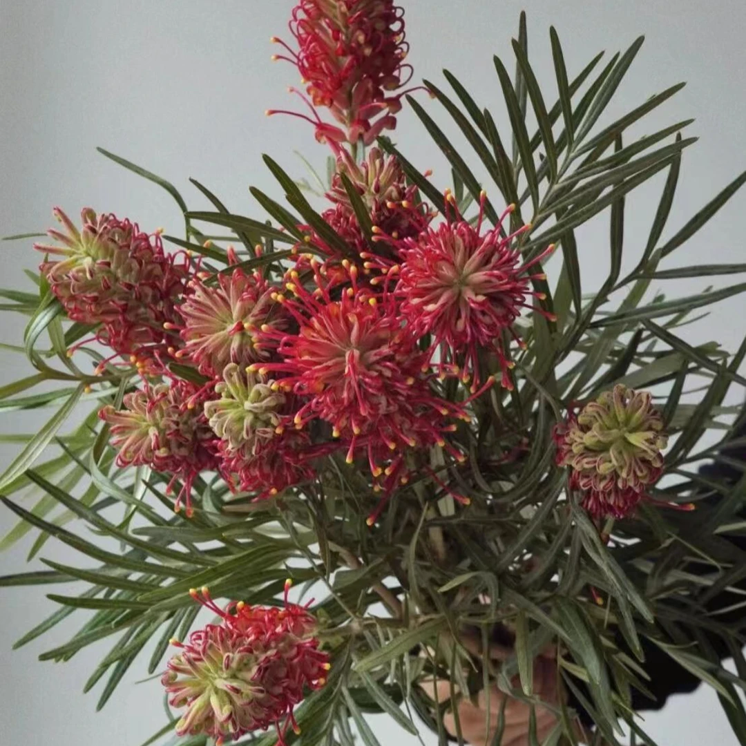 一花一木 小众花材【多头爆米花】 可做干花 昆明基地直发 顺丰包邮