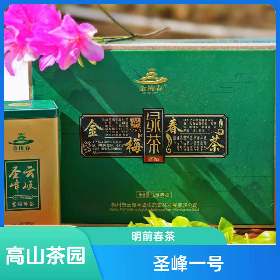 高山生态茶园明前春茶圣峰一号圣峰蝉茶绿茶人工采摘 客家炒茶