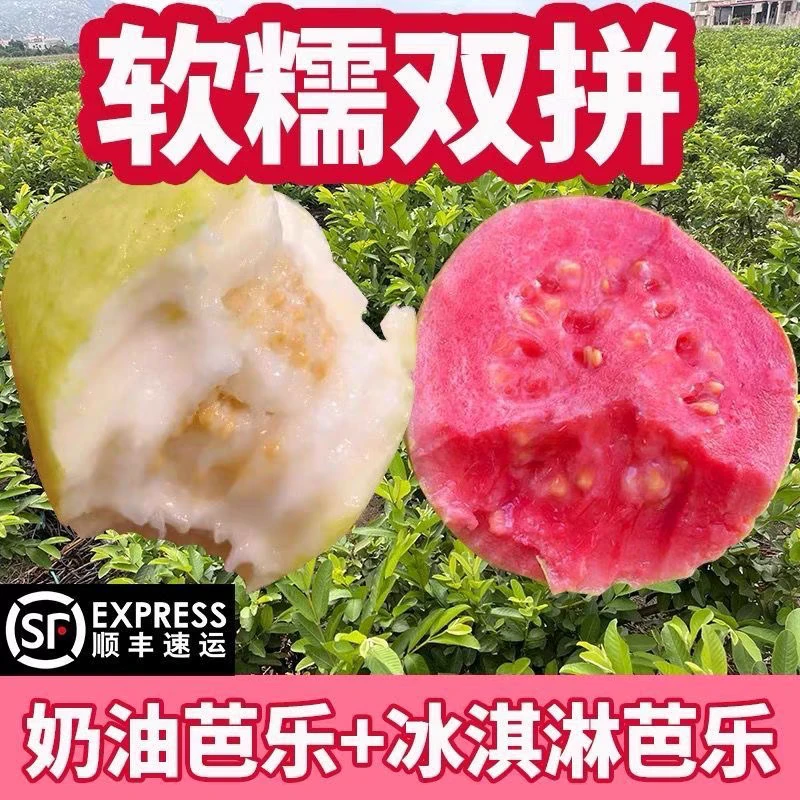 顺丰包邮精品大果福建漳州奶油冰淇淋红白双拼软心芭乐  8-12个