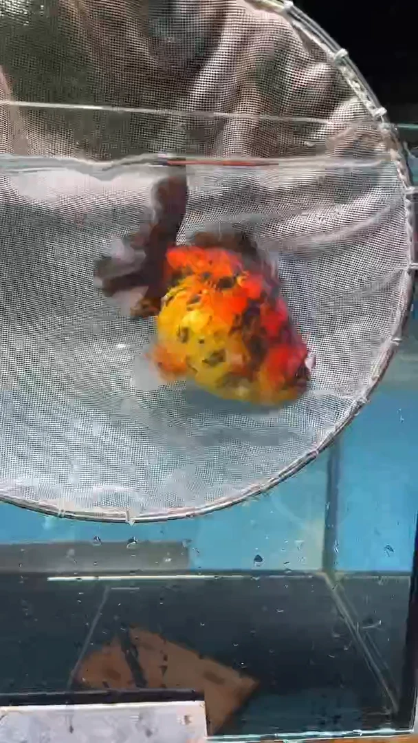 金鱼2单包邮   售后开箱视频