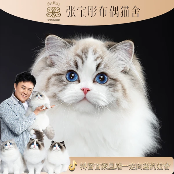 张宝彤布偶猫舍璎珞妹妹 | 新脸版布偶猫创始猫舍