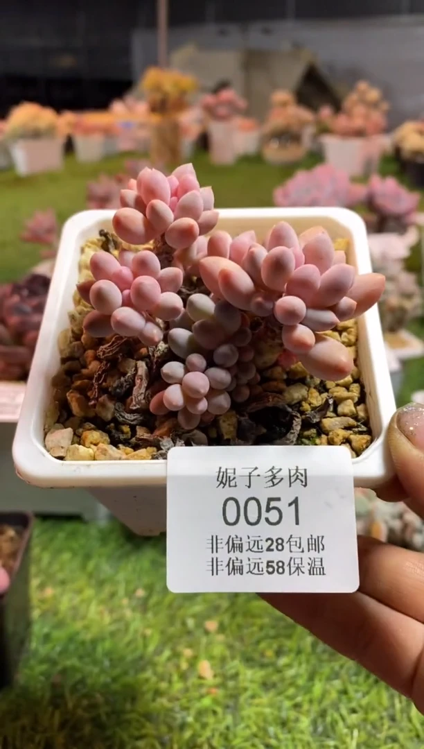 【闪购商品】0051a