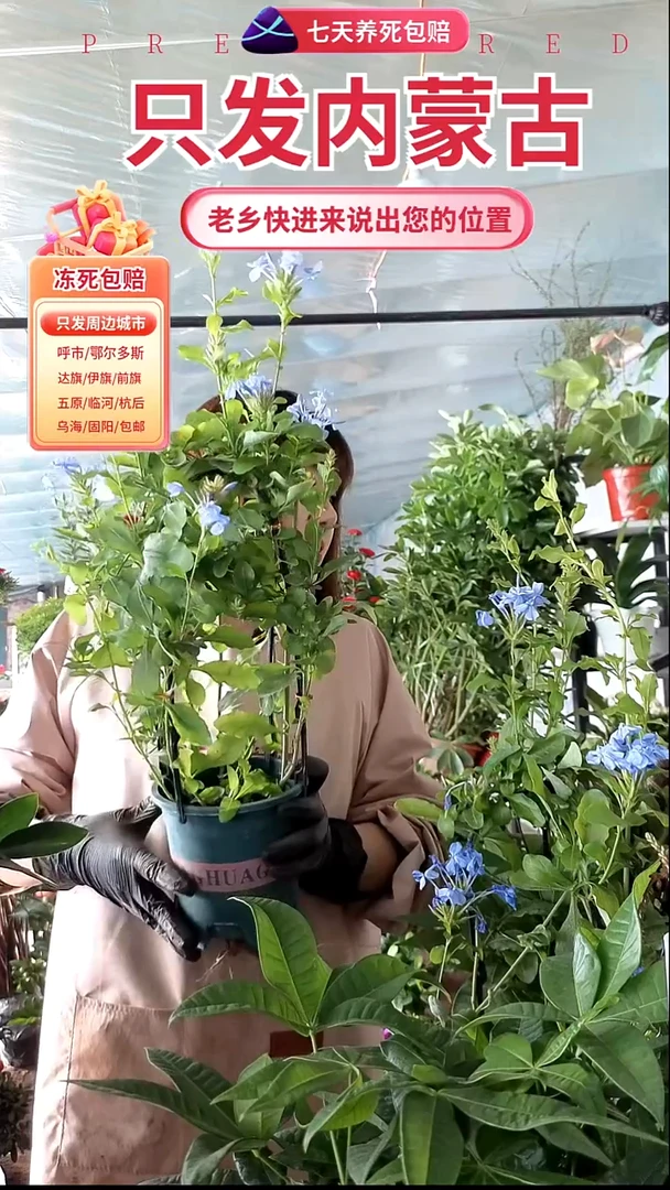 完全开放蓝雪花加仑盆